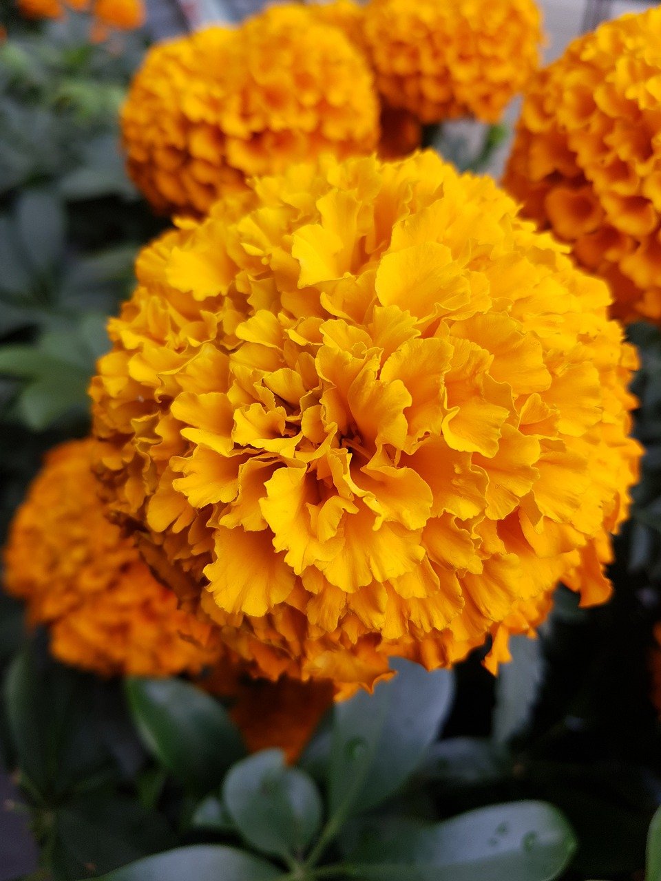 Cempasúchil: Más que una flor ornamental