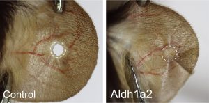 regeneración en ratón